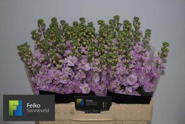 <h4>MATTH MATHILDA PINK</h4>