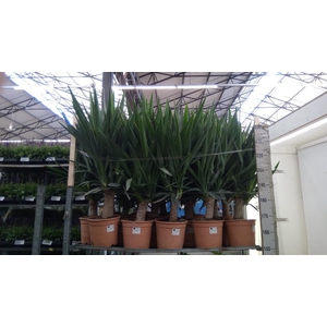 Yucca elephantipes   ...