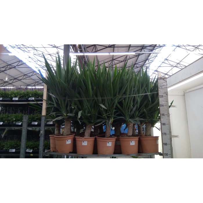 <h4>Yucca elephantipes   ...</h4>