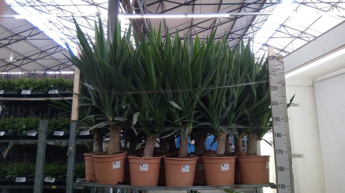 <h4>Yucca elephantipes ...</h4>