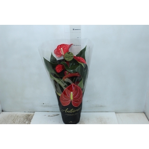 ANTHURIUM MICHIGAN P17 PREMIUM