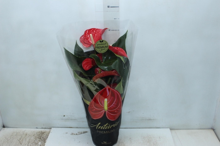 <h4>ANTHURIUM MICHIGAN P17 PREMIUM</h4>