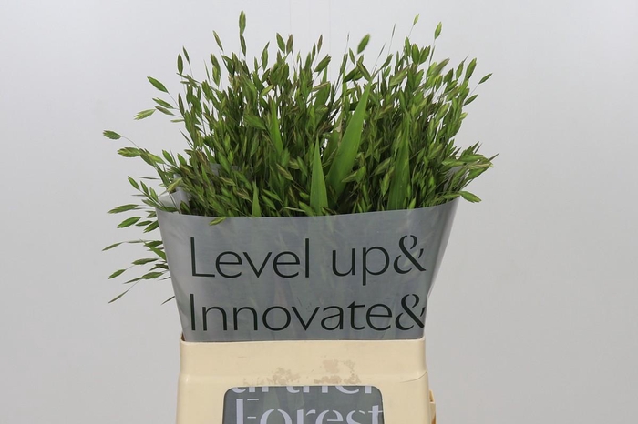 <h4>Chasmanthium latifolium</h4>