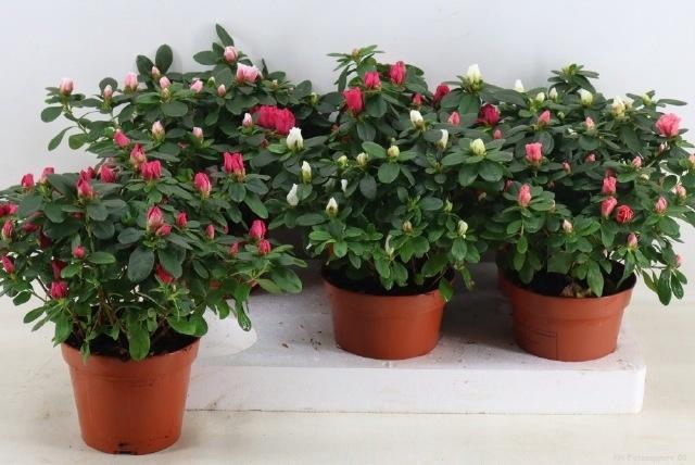 arr8 Rhodo Si Vogel Gem