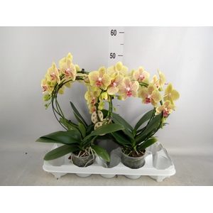Phalaenopsis   ...