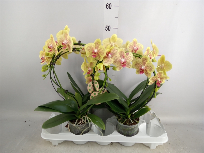 <h4>Phalaenopsis   ...</h4>