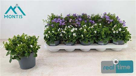 <h4>Campanula Addenda Mix 3-4 Kleuren 1</h4>