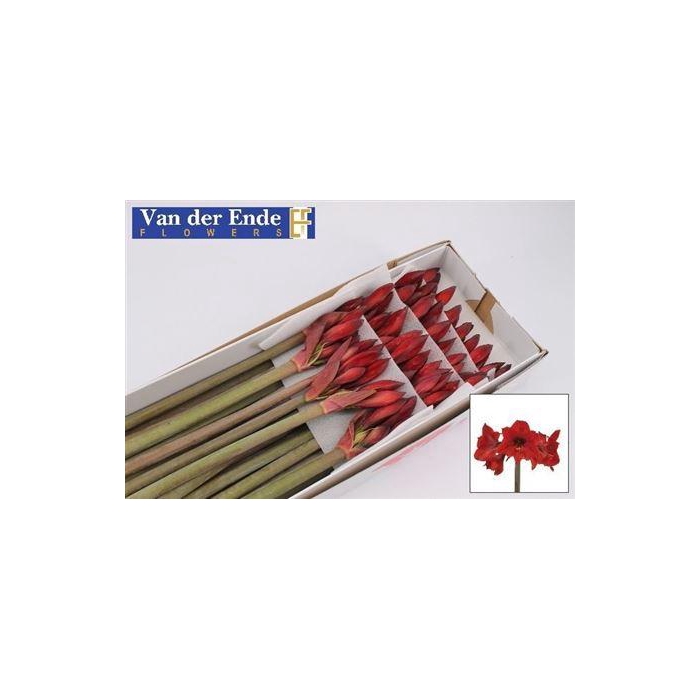 <h4>Hipp Co Rapido</h4>