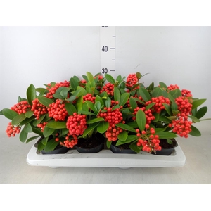 Skimmia jap. 'OBerries Red'