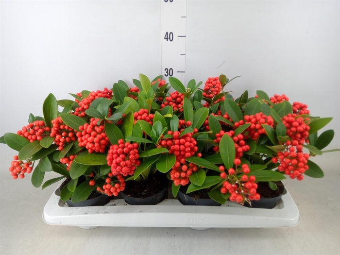 <h4>Skimmia jap. 'OBerries Red'</h4>