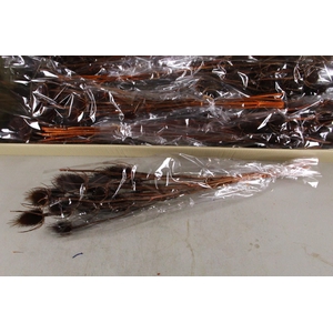 DF Dipsacus Brown Bs 130g