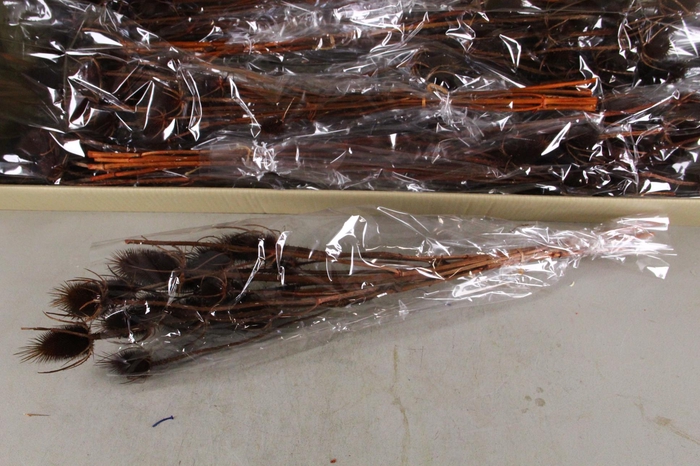 <h4>DF Dipsacus Brown Bs 130g</h4>