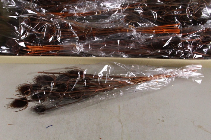 DF Dipsacus Brown Bs 130g