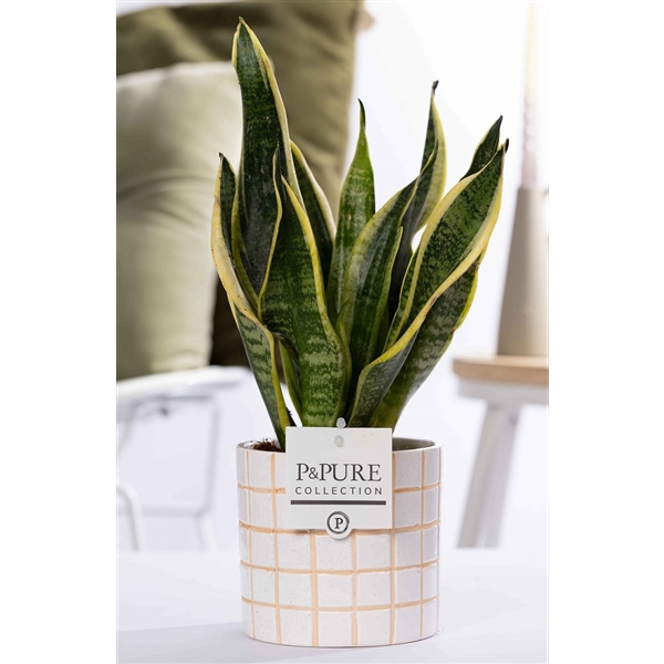 <h4>Sansevieria Trif. "Futura Superba" in P&PURE Tirza ceramics</h4>