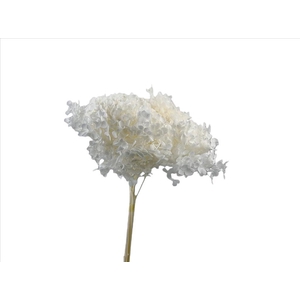 Hydrangea White Bleached AC09938