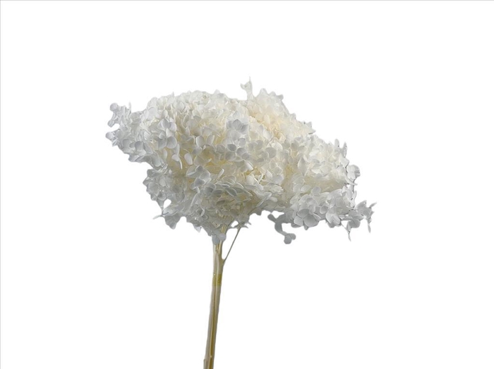 <h4>Hydrangea White Bleached AC09938</h4>
