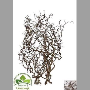 Corylus Av Contorta