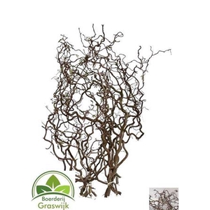 Corylus Av Contorta