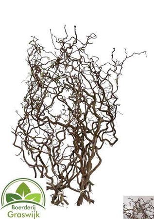 <h4>Corylus Av Contorta</h4>