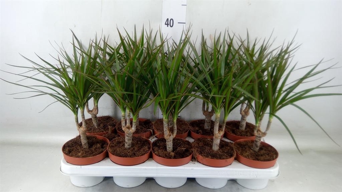 <h4>Dracaena marg.</h4>