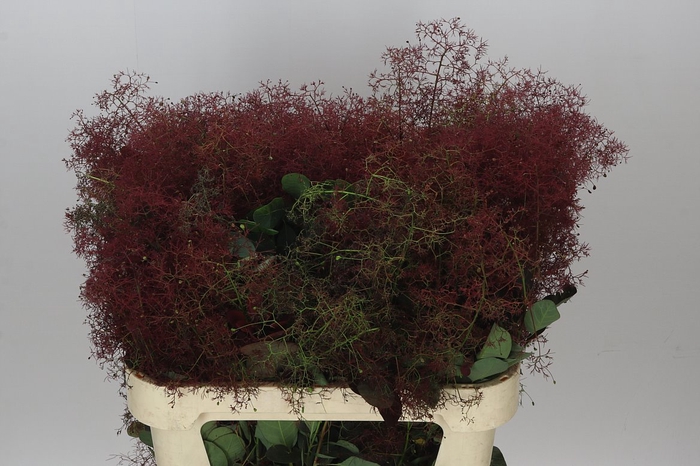 <h4>Cotinus Co Magical Red Fountain</h4>