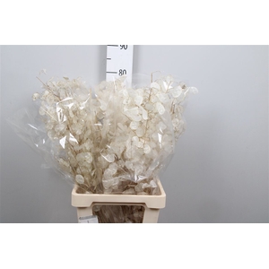 Lunaria Dried White