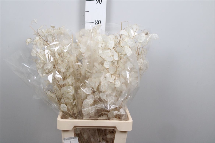 <h4>Lunaria Dried White</h4>