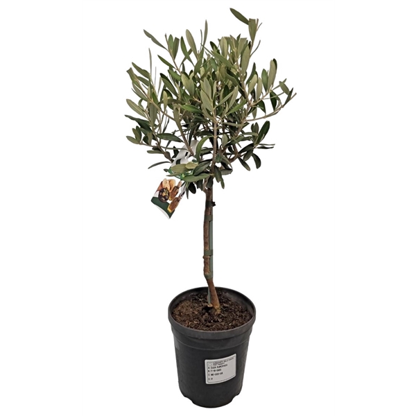 <h4>Olea Europaea Stem</h4>