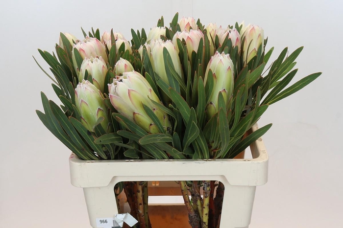 Protea White Night