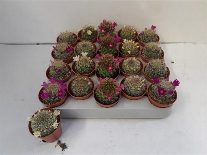 Cactus Bloeiend Mix Mini