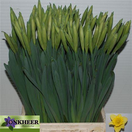 <h4>NARC T DUTCH MASTER</h4>