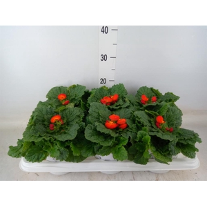 Calceolaria  'Calynopsis Orange'