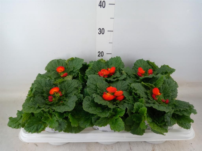<h4>Calceolaria  'Calynopsis Orange'</h4>