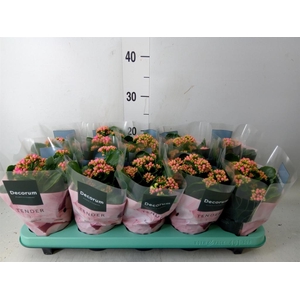 Kalanchoe blos. 'Serenity Pink'