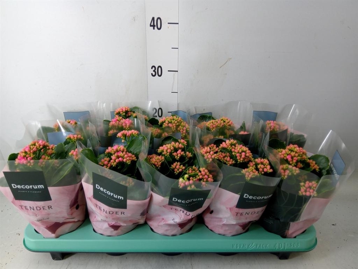 <h4>Kalanchoe blos. 'Serenity Pink'</h4>