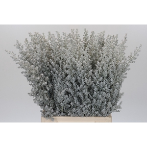Kochia (Maireana Sedifolia)