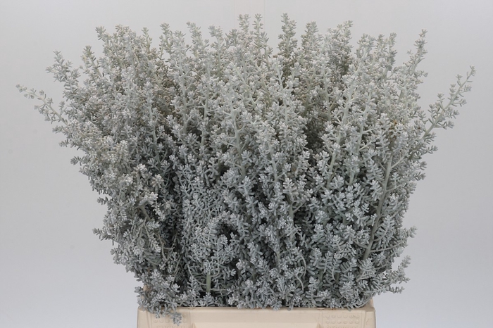 <h4>Kochia (Maireana Sedifolia)</h4>
