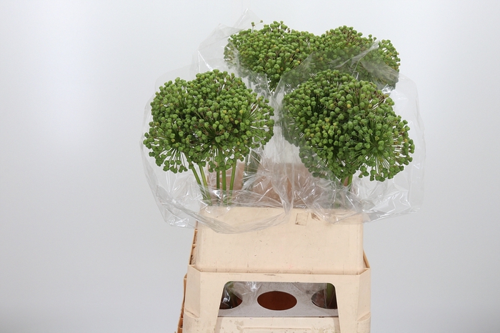 <h4>Allium Zaadbollen</h4>