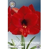 Bulb Hippeastrum Red Lion X1 30/32