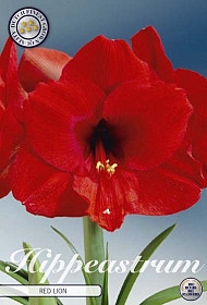 Bulb Hippeastrum Red Lion X1 30/32