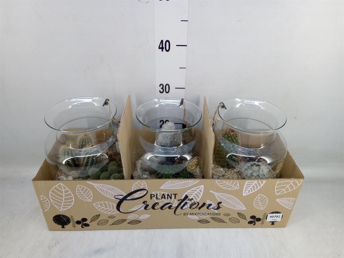 <h4>Arr.  Cactus H%</h4>