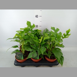 Rhaphidophora tetrasperma