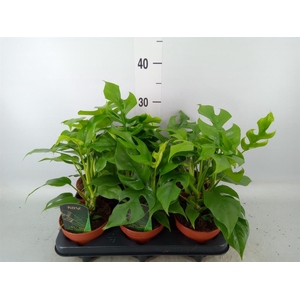 Rhaphidophora tetrasperma