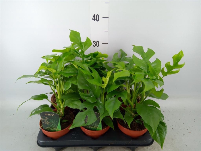 Rhaphidophora tetrasperma