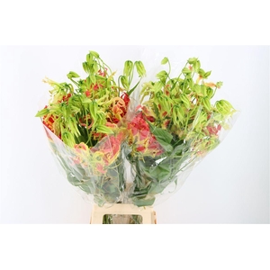 Gloriosa Southern Wind