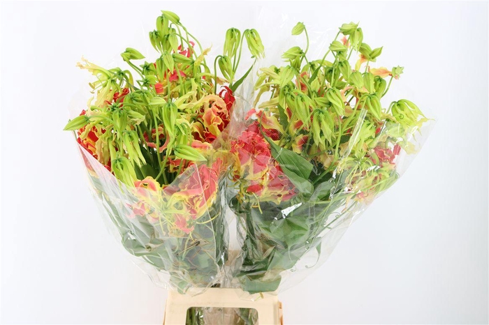 <h4>Gloriosa Southern Wind</h4>