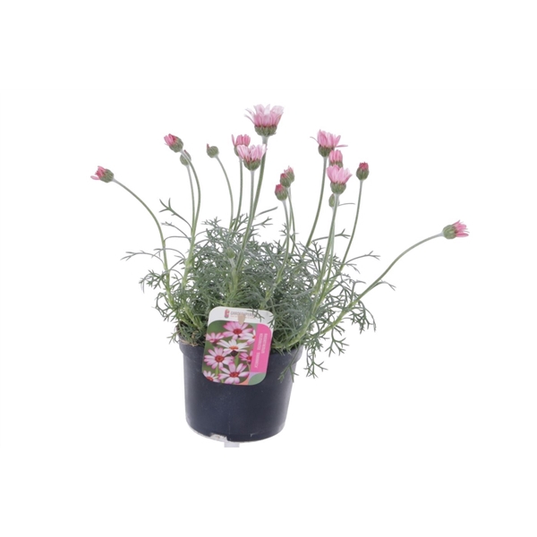 <h4>Rhodanthemum Marakesh</h4>