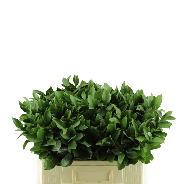 <h4>RUSCUS HYPOPHYLLUM</h4>