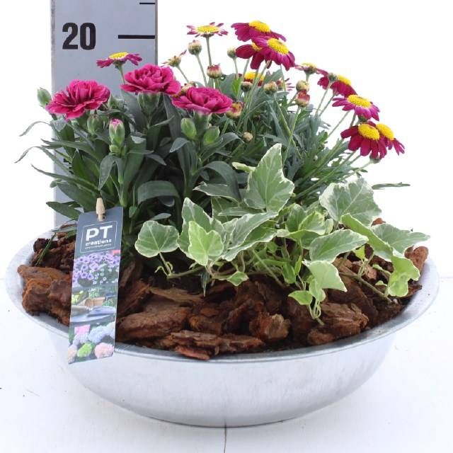 <h4>ARR TUINPLANTEN</h4>