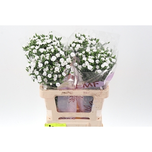 Di Raffine Lois 60cm